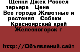 Щенки Джек Рассел терьера › Цена ­ 20 000 - Все города Животные и растения » Собаки   . Красноярский край,Железногорск г.